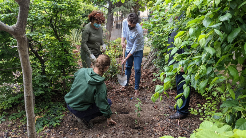 Personal de jardinería y un estudiante plantan un ejemplar de aliso en el Jardín Botánico