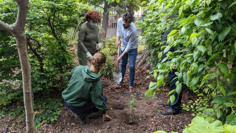 Plantación del aliso en el Jardín Botánico Personal de jardinería y un estudiante plantan un ejemplar de aliso en el Jardín Botánico